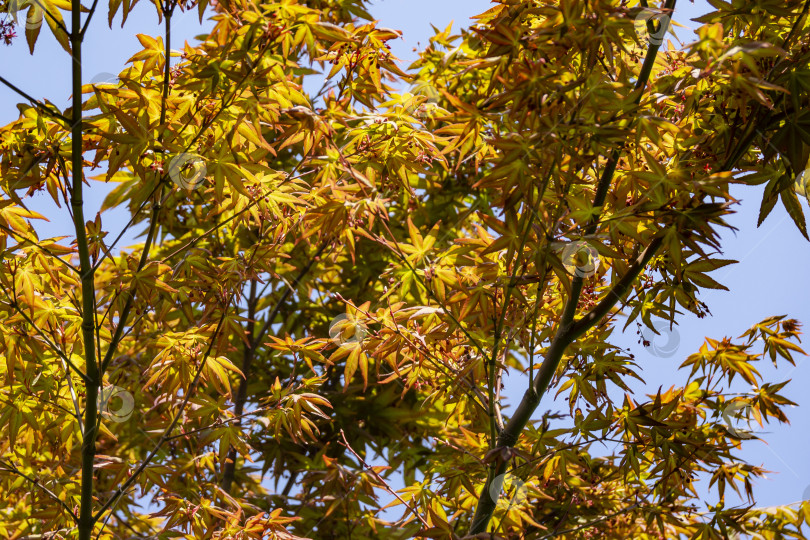 Скачать Молодые листья оранжевого цвета и красные цветки японского клена Acer Palmatum на размытом фоне листьев и голубого неба. фотосток Ozero