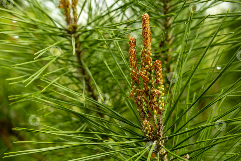 Скачать Растущая мутовка густоцветковой сосны умбракулифера (Pinus densiflora) на размытом фоне сосновых иголок. фотосток Ozero