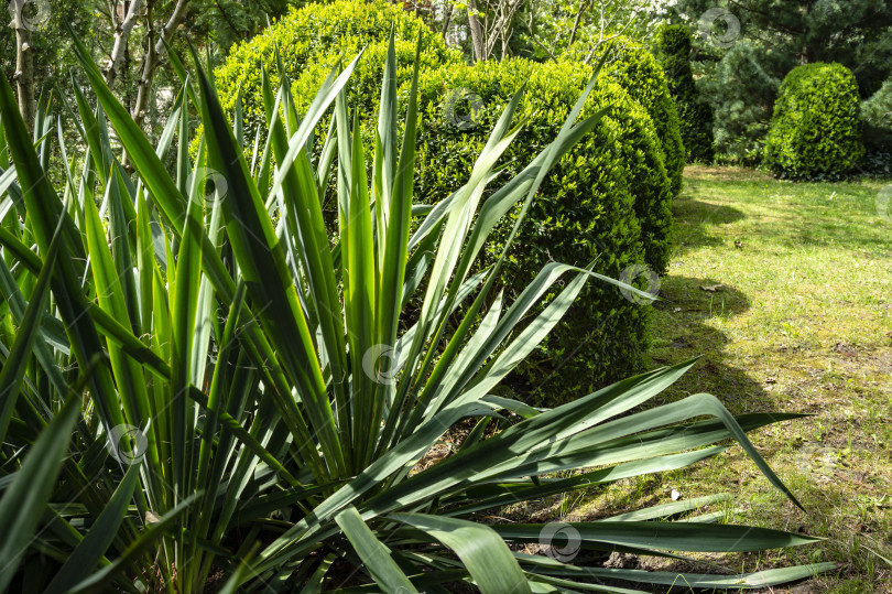 Скачать Красивые зеленые заостренные листья юкки нитевидной на фоне вечнозеленых кустов самшита. фотосток Ozero