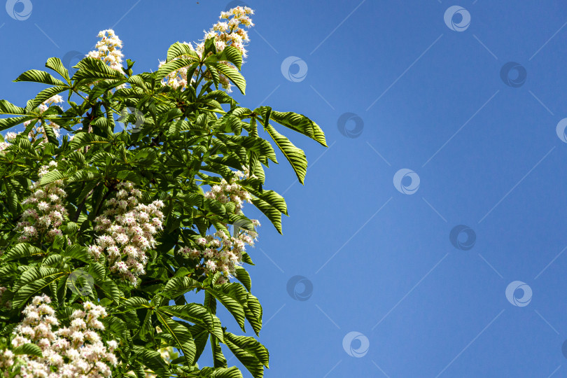 Скачать Белые цветы конского каштана (Aesculus hippocastanum, каштан) растут свечой и стоят вертикально на размытом фоне голубого неба. фотосток Ozero