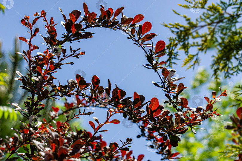 Скачать Красивая фиолетовая листва на изогнутых ветвях барбариса Atrophurpurea thunbergii, барбарис на фоне голубого безоблачного неба. Избирательный фокус. Гармония фиолетовой листвы барбариса с вечнозелеными и листопадными растениями. фотосток Ozero