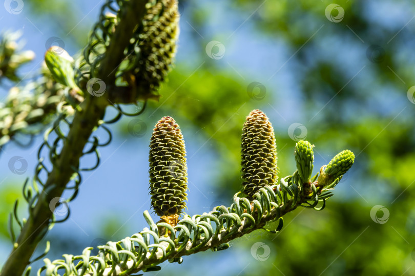 Скачать Молодые растущие шишки на ветвях ели серебристой Abies koreana на размытом фоне зелени и голубого неба. фотосток Ozero