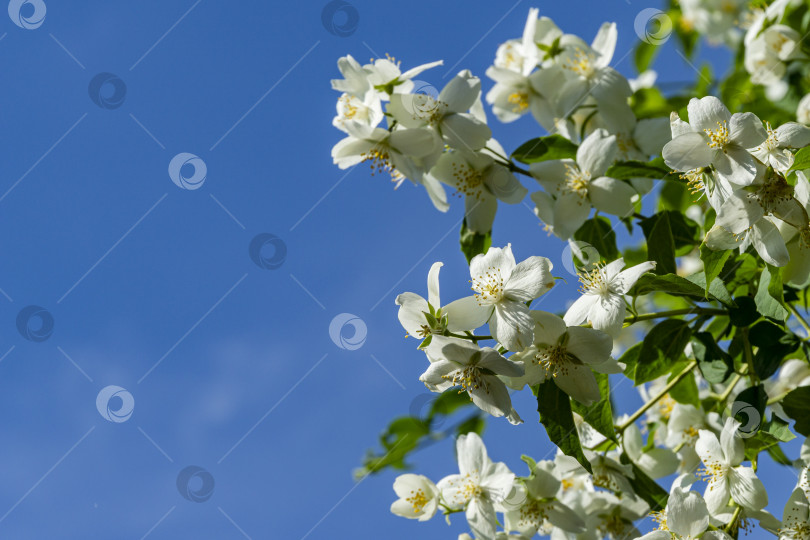 Скачать Большая ветвь, покрытая белыми цветами жасмина Philadelphus lewisii на размытом фоне голубого неба без облаков. фотосток Ozero