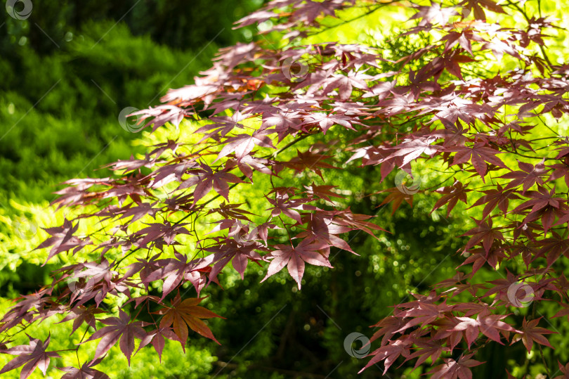 Скачать Молодые красные листья на ветке японского клена Acer Palmatum в лучах солнечного света на размытом зеленом фоне. фотосток Ozero