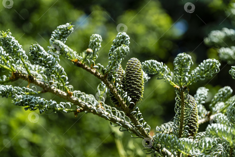 Скачать Молодые растущие зеленоватые шишки на ветке ели Abies koreana Silberlocke с серебристой хвоей на размытом зеленом фоне. фотосток Ozero