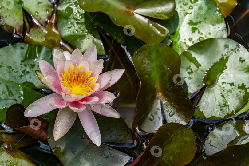 Скачать Цветущая водяная лилия с розовыми лепестками и желтой серединкой или лотос Marliacea Rosea на водной глади волшебного пруда. фотосток Ozero