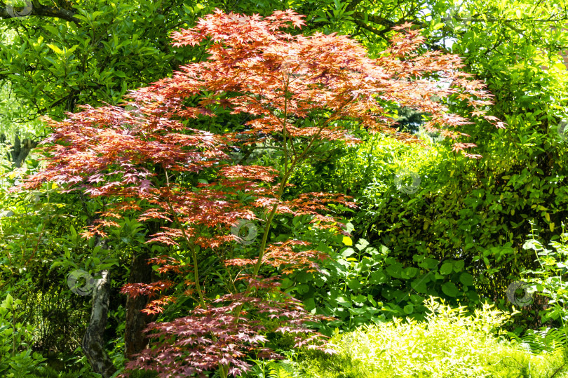 Скачать Ветви с молодыми листьями красного цвета японского клена Acer Palmatum на размытом зеленом фоне. фотосток Ozero