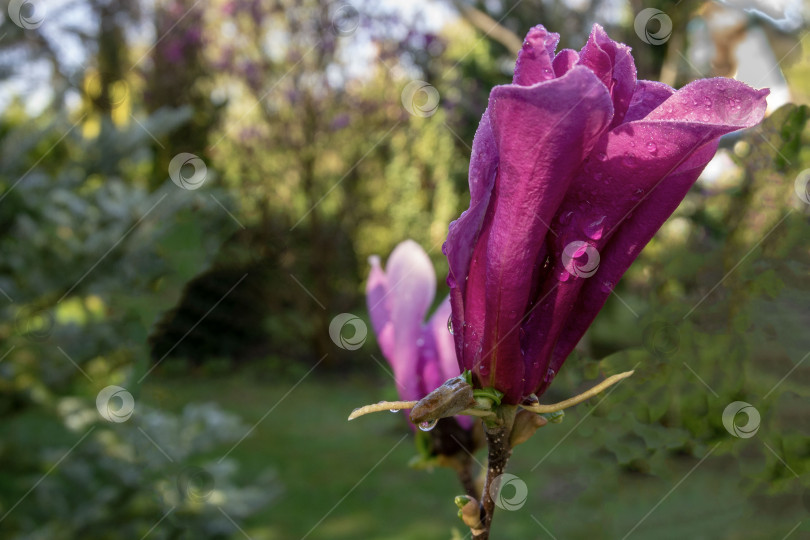 Скачать Крупный розовый цветок магнолии Сьюзен (Magnolia liliiflora x Magnolia stellata) в ясный солнечный день на фоне зелени сада. фотосток Ozero