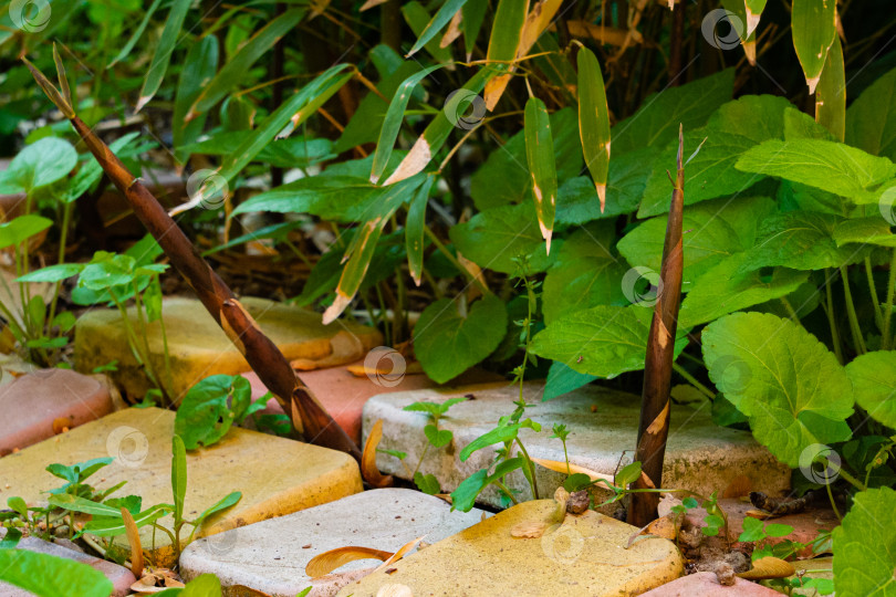 Скачать Молодые побеги бамбука Phyllostachys aureosulcata растут между декоративными плитками каменной дорожки в декоративном саду. Выборочный фокус. Естественный солнечный свет. Концепция дизайна. фотосток Ozero