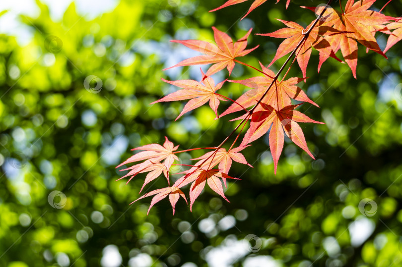 Скачать Ветка с молодыми красными листьями японского клена Acer Palmatum на размытом зеленом фоне. фотосток Ozero