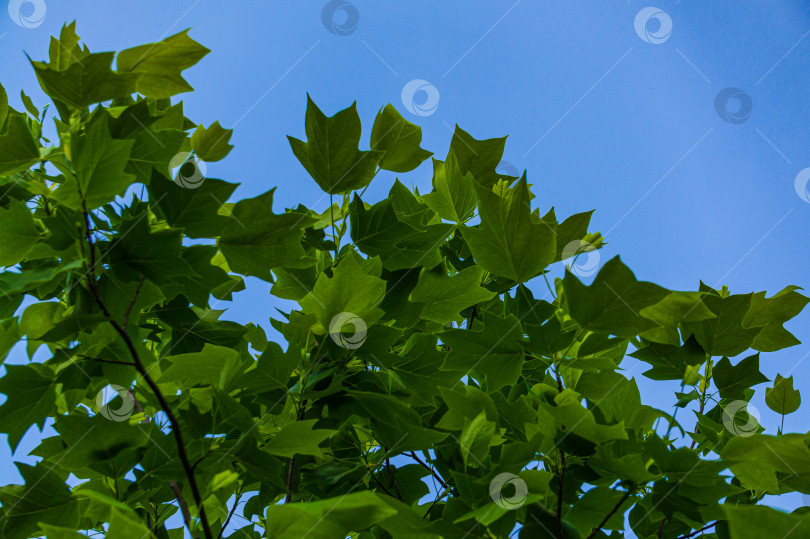 Скачать Молодой лист тюльпанного дерева (liriodendron tulipifera) на фоне солнца на весеннем голубом небе. Выборочный фокус. Крупный план. Тюльпанное дерево называют американским тюльпаном, или тюльпановым тополем, или желтым тополем, или белым лесом. фотосток Ozero