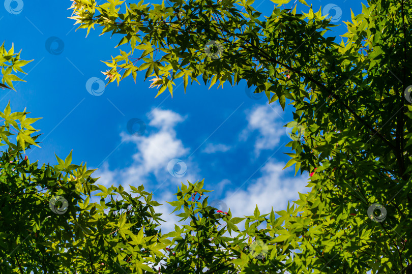 Скачать Молодые весенние ярко-зеленые листья на ветвях клена Acer Palmatum на фоне голубого неба. Выборочный фокус. Солнечный весенний день. Место для вашего текста. фотосток Ozero