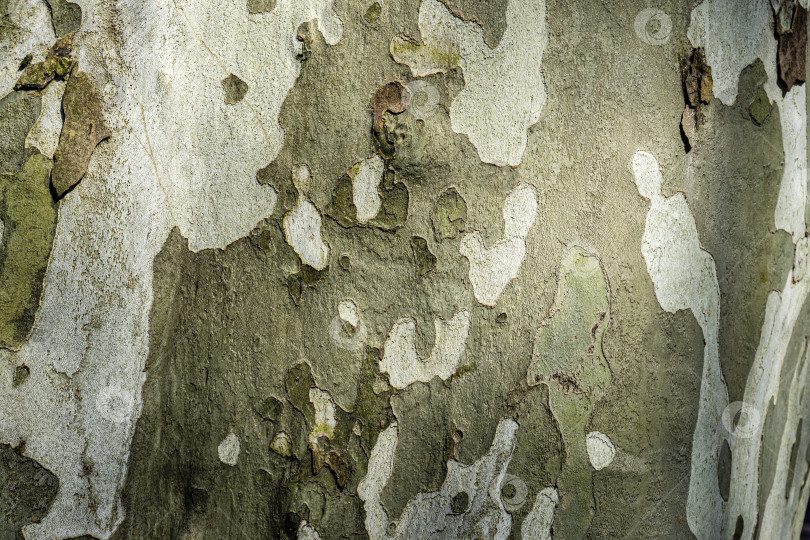 Скачать Цвет коры американского платана (Platanus occidentalis, Platanus Platanus) является камуфляжным. Текстура коры платана. фотосток Ozero