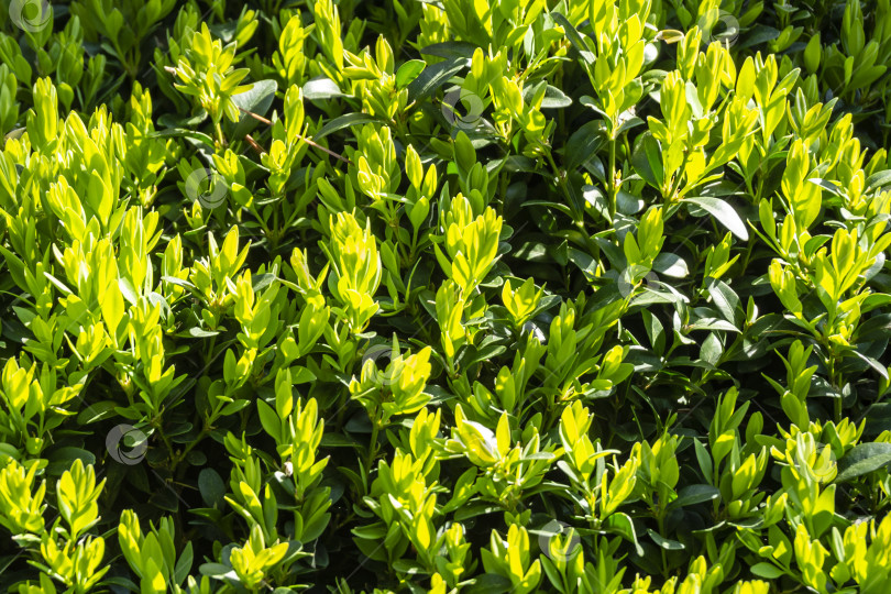 Скачать Молодые растущие светло-зеленые листья самшита сияют на утреннем солнце фотосток Ozero