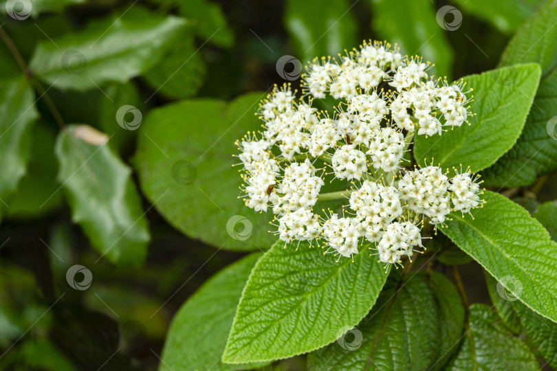 Скачать Красивые белые соцветия калины кожистой (Viburnum rhytidophyllum Alleghany) на размытом темно-зеленом фоне сада. Выборочный фокус. Крупный план. Концепция природы для естественного дизайна. фотосток Ozero