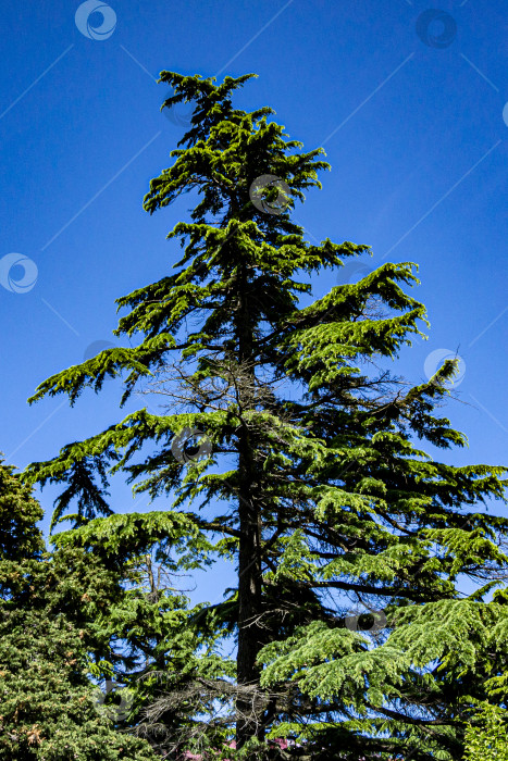 Скачать Ливанский кедр с красивыми свисающими ветвями на фоне голубого неба без облаков. фотосток Ozero