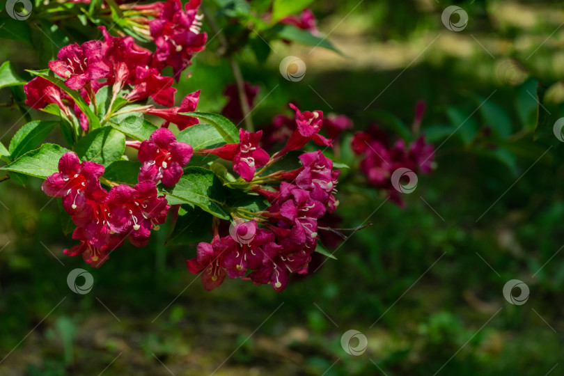 Скачать Красивые ярко-розовые цветы на цветущем кусте Вейгела Бристоль Рубин на размытом фоне зеленых листьев растений в волшебном саду. Выборочный фокус. Розовые цветы крупным планом. Концепция природы для дизайна. фотосток Ozero