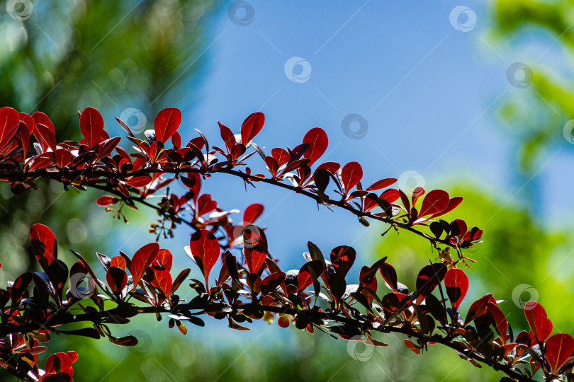 Скачать Красивая сиреневая листва на изогнутых ветвях барбариса Berberis thunbergii Atropurpurea на размытом фоне красных листьев растения. Избирательный фокус. Концепция природы для дизайна. фотосток Ozero