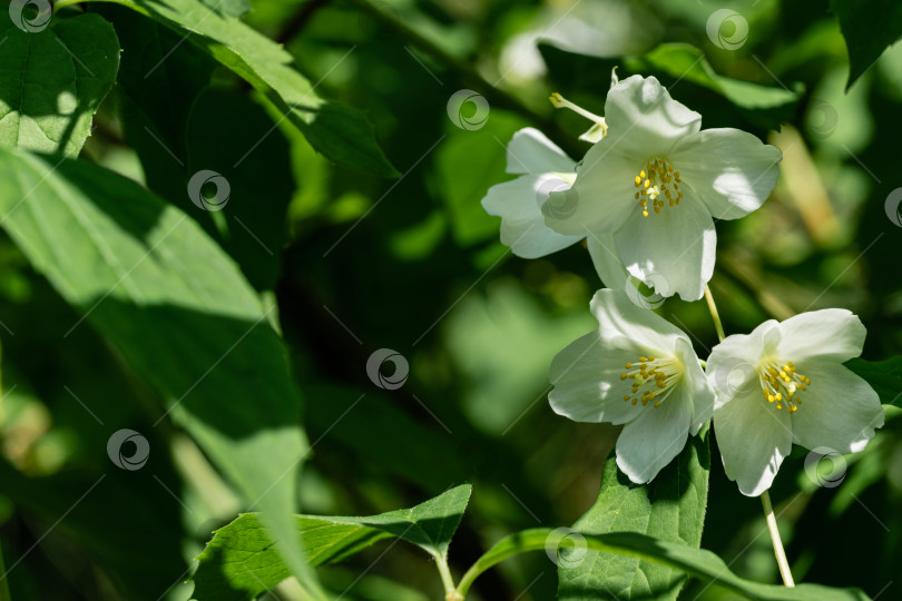 Скачать Лепестки белых цветов жасмина Philadelphus lewisii на размытом фоне зеленых листьев кустарника. фотосток Ozero