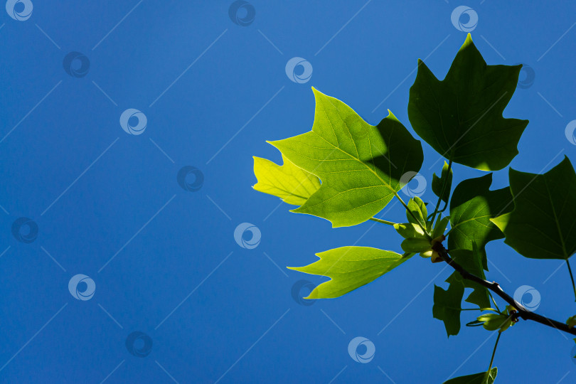 Скачать Молодые ярко-зеленые листья тюльпанного дерева (Liriodendron tulipifera), называемого тюльпанным деревом, американским тюльпанным деревом, тюльпанным тополем, желтым тополем, белым лесом на фоне ясного голубого неба. Избирательный фокус. фотосток Ozero