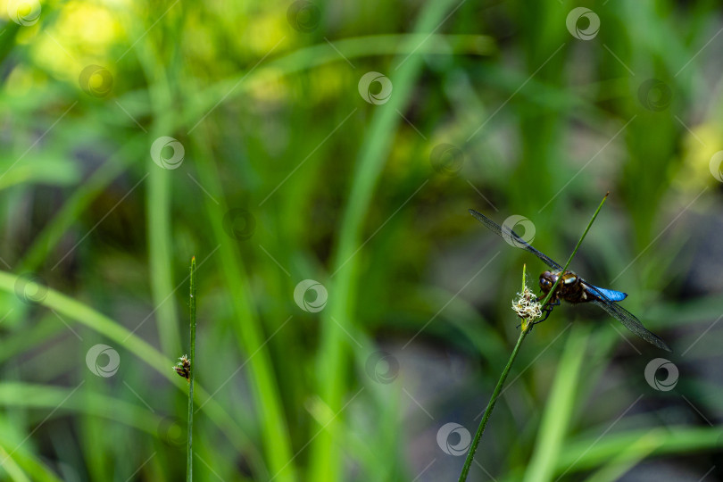 Скачать Чернохвостый скиммер (Orthetrum cancellatum) - стрекоза, относящаяся к семейству Libellulidae, сидит на стебле тростника. фотосток Ozero