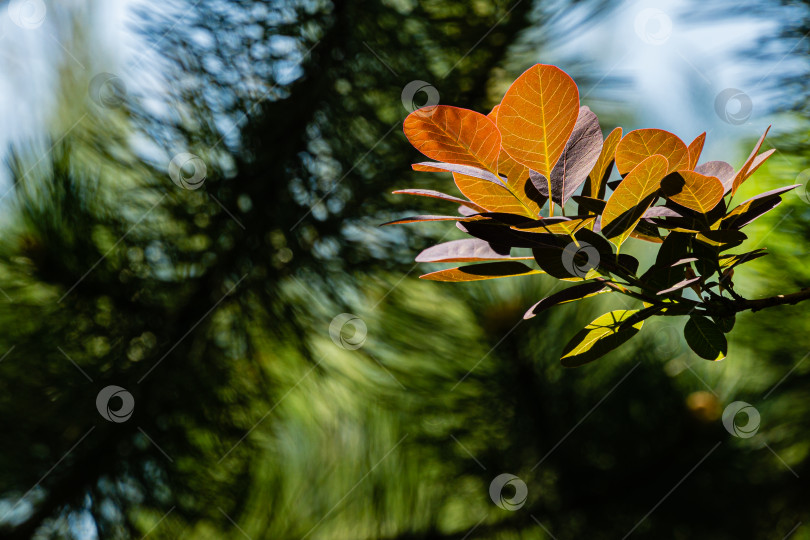 Скачать Изящная ветка с красными листьями Cotinus coggygria Royal Purple (Rhus cotinus, европейский смокитри) на размытом фоне зелени вечнозеленого весеннего сада. Избирательный фокус. Естественный дизайн. фотосток Ozero