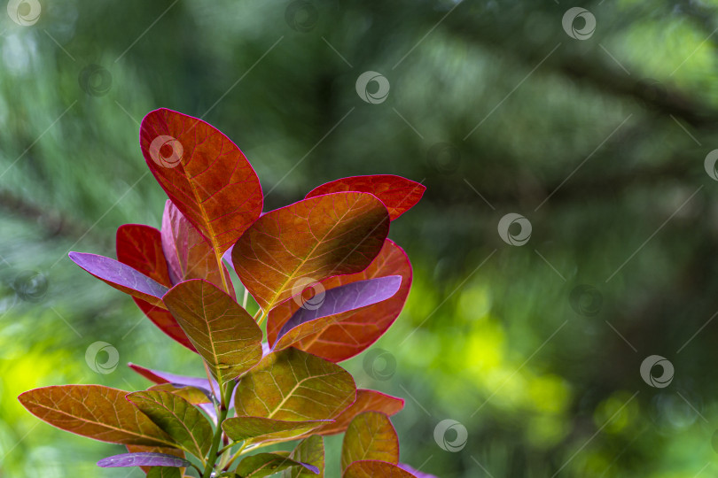 Скачать Крупный план красных листьев Cotinus coggygria Royal Purple (Rhus cotinus, европейский смокитри) на фоне зелени. фотосток Ozero