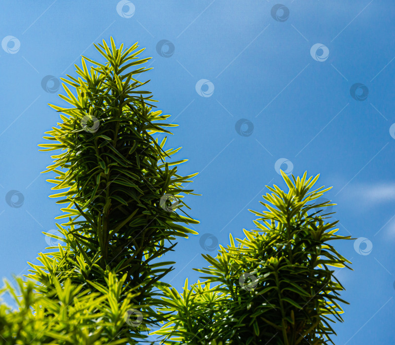 Скачать Новая ярко-зеленая с желтыми полосками листва на тисе Taxus baccata Fastigiata Aurea (английский тис, европейский тис) в весеннем саду на фоне голубого неба. Выборочный фокус. Природная концепция дизайна. фотосток Ozero