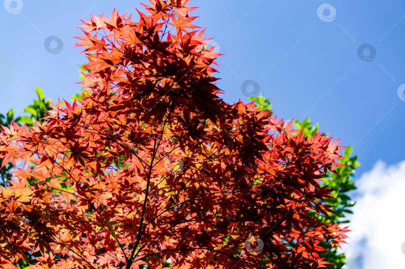Скачать Молодые весенние листья красных цветов японского клена Acer Palmatum на фоне голубого безоблачного неба в солнечный день.. фотосток Ozero
