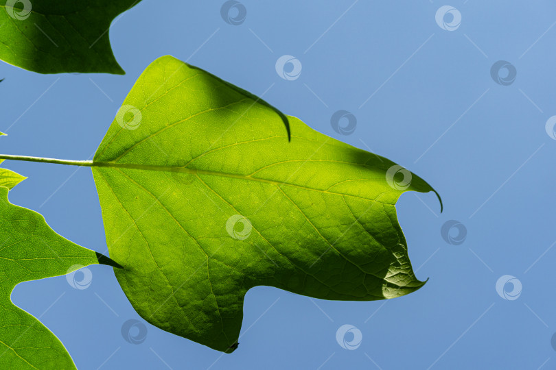 Скачать Молодой лист тюльпанного дерева (liriodendron tulipifera) на фоне весеннего голубого безоблачного неба. Выборочный фокус. Крупный план. Тюльпанное дерево называют американским тюльпаном, или тюльпановым тополем, или желтым тополем, или белым лесом. фотосток Ozero
