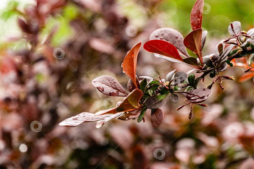 Скачать Красивая ветка барбариса Berberis thunbergii Atropurpurea с фиолетовой листвой на размытом фоне красных листьев. Выборочный фокус. Крупным планом капли дождя на красных листьях барбариса. фотосток Ozero