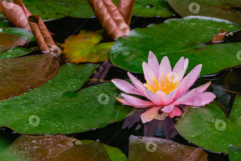 Скачать Удивительная ярко-розовая водяная лилия или лотос Marliacea Rosea в старом пруду. Нимфы отражаются в темной воде. Крупные листья зеленого и фиолетового цветов на поверхности воды. Концепция природы для дизайна. фотосток Ozero