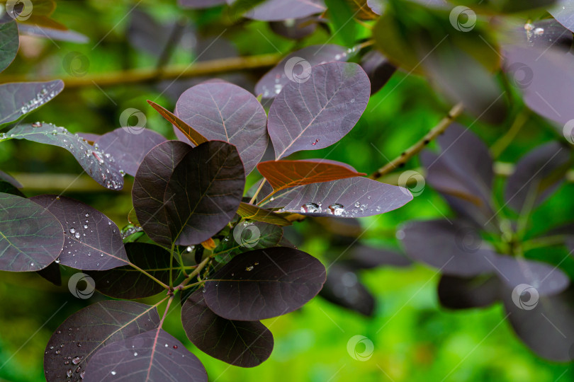 Скачать Фиолетовые листья Cotinus coggygria Royal Purple (Rhus cotinus, европейское дымчатое дерево) на размытом фоне зелени в саду. Выборочный фокус. Крупные капли дождя на фиолетовых листьях. Концепция природы для дизайна. фотосток Ozero