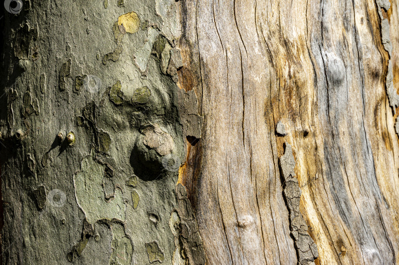 Скачать Текстура коры американского платана (Platanus occidentalis, Platanus Platanus). Крупный план. фотосток Ozero