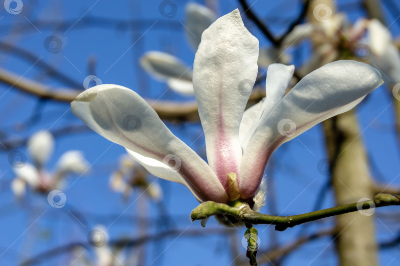 Скачать Большой белый цветущий цветок магнолии на ветке без листьев на размытом фоне белых цветов магнолии и голубого безоблачного неба. фотосток Ozero