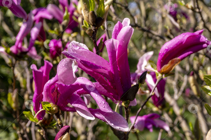 Скачать Крупные розовые цветы магнолии Сьюзен (Magnolia liliiflora x Magnolia stellata) в ясный солнечный день на размытом фоне бутонов и распускающихся лепестков. фотосток Ozero