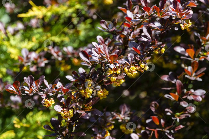 Скачать Красные и фиолетовые листья Berberis thunbergii Atropurpurea на размытом фоне зелени сада. фотосток Ozero