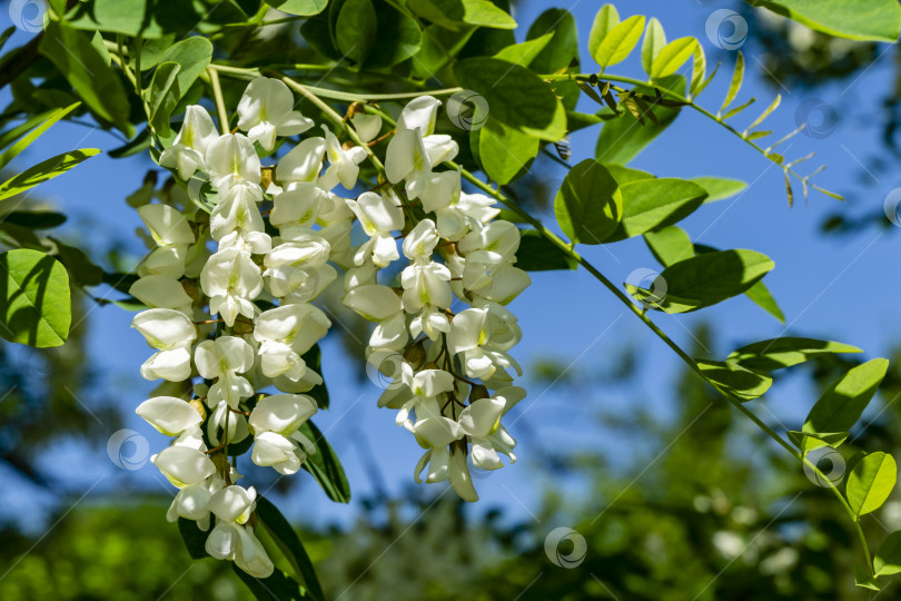 Скачать Ветвь акации Robinia pseudoacacia обильно цветет белыми цветами. фотосток Ozero