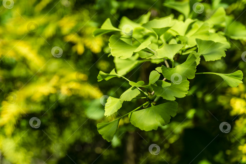Скачать Зеленые молодые листья дерева гинкго (ginkgo biloba), известного как гинкго или жимолость, на размытом фоне золотистых иголок западной туи. фотосток Ozero