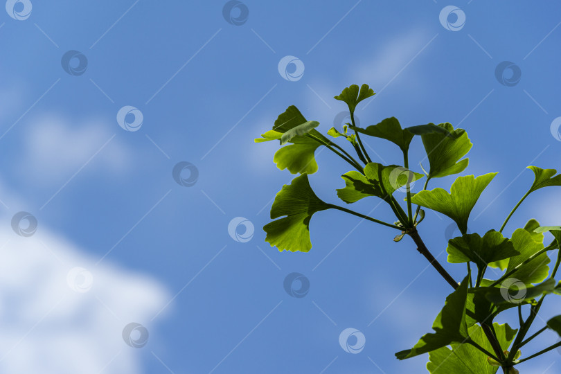Скачать Зеленые молодые листья дерева гинкго (ginkgo biloba), известного как гинкго или жимолость, на фоне голубого неба. Крупный план. фотосток Ozero