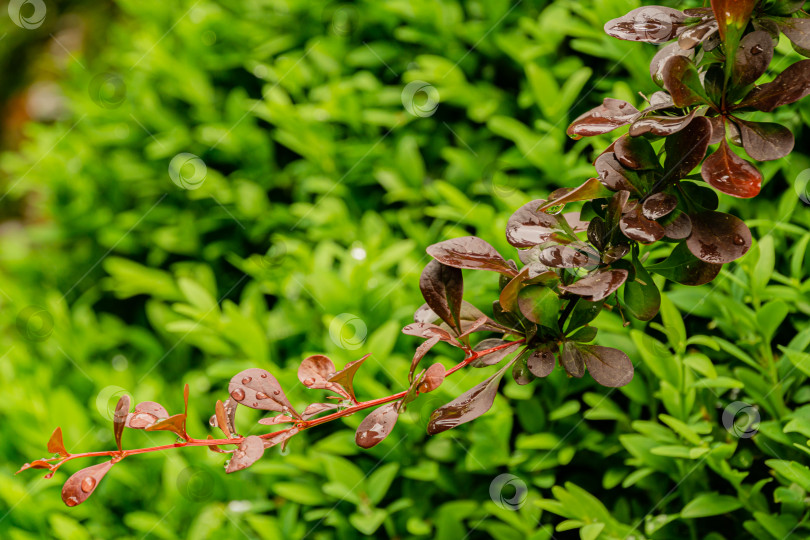 Скачать Красивая изогнутая ветка барбариса Berberis thunbergii Atropurpurea с фиолетовой листвой на размытом фоне зеленых листьев самшита. Выборочный фокус. Крупным планом капли дождя на красных листьях барбариса. фотосток Ozero