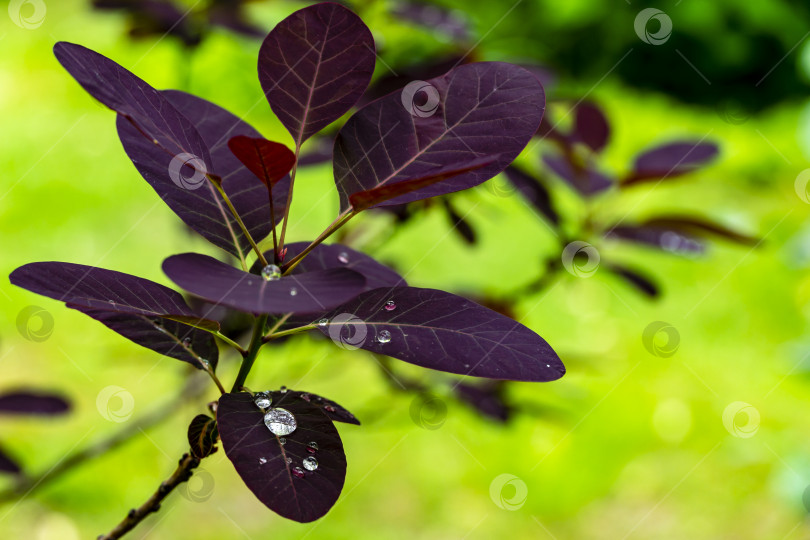 Скачать Прозрачные капли дождя на молодых фиолетовых листьях Cotinus coggygria Royal Purple (Rhus cotinus, европейский Смокитри) на фоне зелени. фотосток Ozero