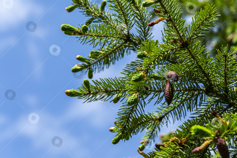 Скачать Крупный план красных молодых шишек на ветке сосны Picea omorika на размытом фоне голубого неба. O фотосток Ozero