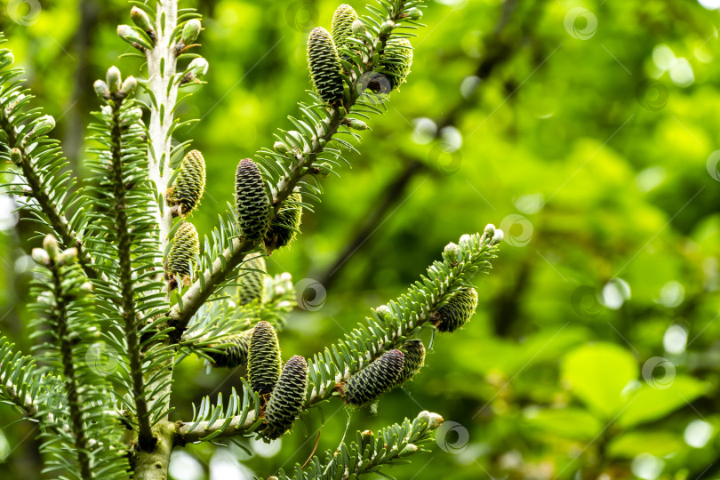 Скачать Ветка ели Abies koreana с молодыми зеленоватыми шишками и зелеными и серебристыми еловыми иголками на размытом фоне зеленого сада. фотосток Ozero