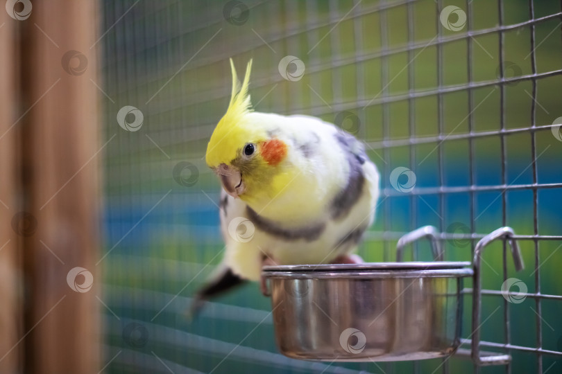 Скачать Желтый попугай на миске с водой фотосток Ozero