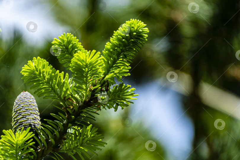 Скачать Ветка корейской ели Abies с молодыми голубыми шишками на размытом фоне зеленого сада. фотосток Ozero