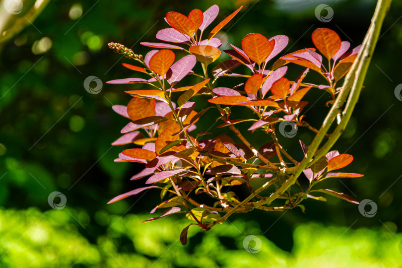 Скачать Молодые фиолетовые листья Cotinus coggygria Royal Purple (Rhus cotinus, европейский смокитри) на размытом фоне зелени вечнозеленого сада. Выборочный фокус. Концепция природы для дизайна. фотосток Ozero