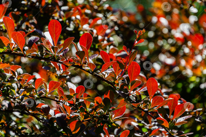 Скачать Красивая сиреневая листва на изогнутых ветвях барбариса Berberis thunbergii Atropurpurea на размытом фоне красных листьев растения. Избирательный фокус. Концепция природы для дизайна. фотосток Ozero