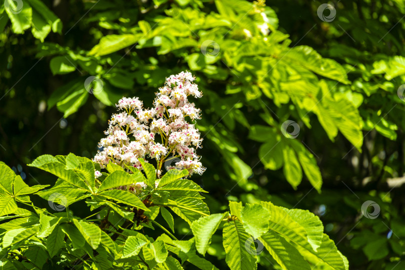 Скачать Белые цветы конского каштана (Aesculus hippocastanum, каштан каштановый) растут свечой и стоят вертикально на размытом фоне зеленых листьев. фотосток Ozero