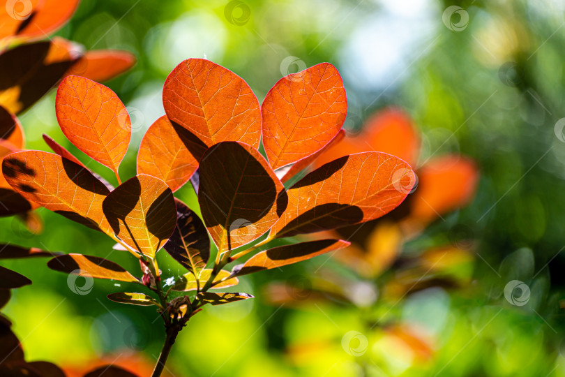 Скачать Молодые фиолетовые листья Cotinus coggygria Royal Purple (Rhus cotinus, европейский Смокитри) в лучах весеннего солнца на фоне зелени. фотосток Ozero